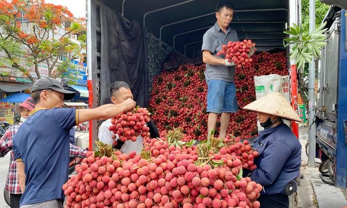 Năm nay, người trồng vải ở tỉnh Bắc Ninh phấn khởi bán được giá cao. Ảnh: Một điểm thu mua vải trên quốc lộ 31 thuộc địa phận phường Phượng Sơn.