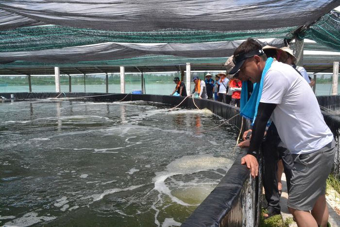 Trước biến động về chi phí nuôi tôm tăng cao, giá tôm thương phẩm giảm, người nuôi tôm trên địa bàn giảm hệ số chuyển đổi thức ăn để nuôi tôm đạt giá trị kinh tế. Ảnh: QUANG VIỆT