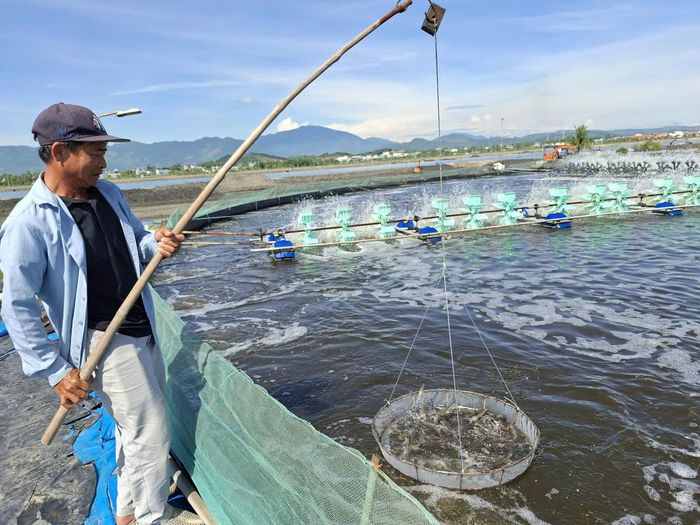Tôm nuôi phát triển tốt giúp ông Đặng Minh Dung thích ứng với biến động của nghề nuôi tôm. Ảnh: QUANG VIỆT