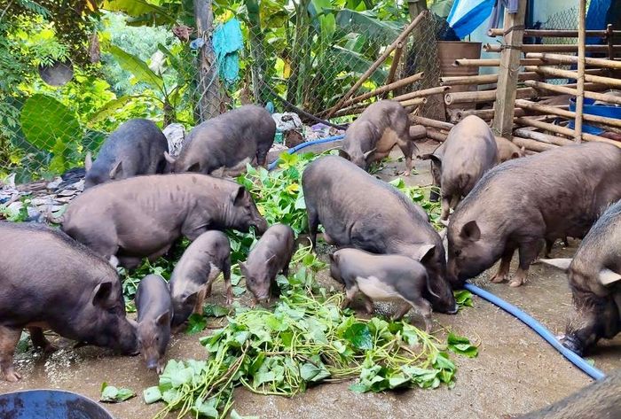 Thời gian qua, xã Bến Hiên triển khai tiêm vắc xin phòng bệnh dịch tả lợn cho 1.047 con heo trong cộng đồng. Ảnh: ĐĂNG NGUYÊN