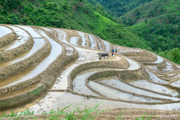 Mỗi thửa ruộng là thành quả của quá trình lao động bền bỉ, gắn bó với đất đai của người dân Pu Nhi.