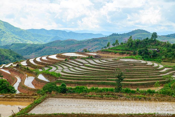 Mùa nước về các thửa ruộng bậc thang bản Phù Lồng B, xã Pu Nhi.