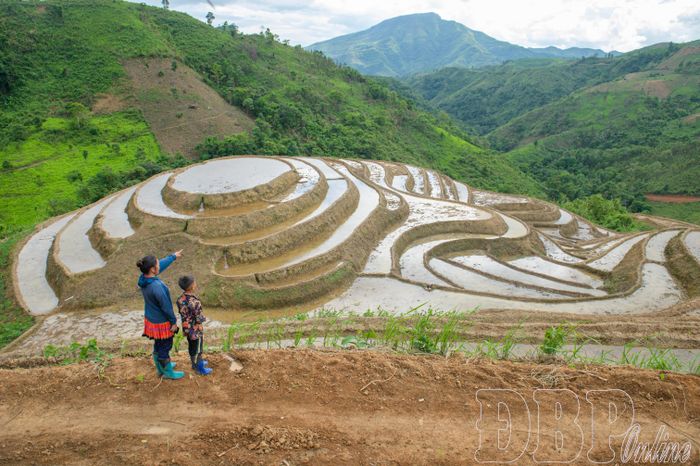 Mùa nước đổ, những thửa ruộng bậc thang Pu Nhi khoác lên vẻ đẹp mềm mại giữa núi rừng.