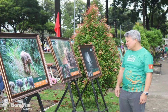 Triển lãm ảnh voi hoang dã tại Tuần lễ Bảo tồn voi năm 2025 được tổ chức tại Đồng Nai. Ảnh: Hoàng Lộc