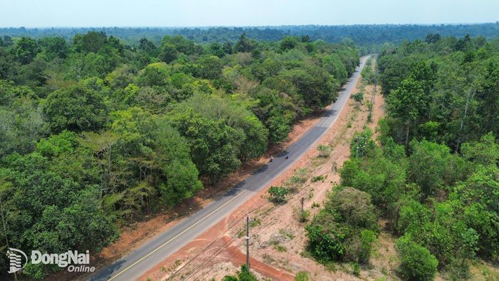Đồng Nai có diện tích rừng và mức độ đa dạng sinh học hàng đầu khu vực Đông Nam Bộ và cả nước. Ảnh: Hoàng Lộc