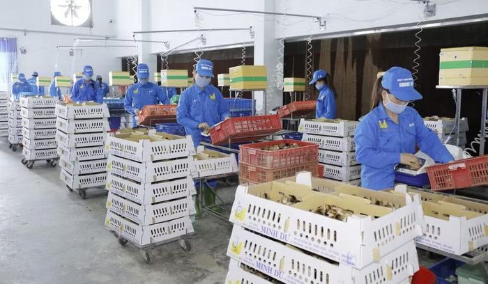  Xã Tuy Phước khuyến khích các tổ chức, doanh nghiệp đầu tư phát triển chăn nuôi ứng dụng công nghệ cao. Ảnh: T.Sỹ 