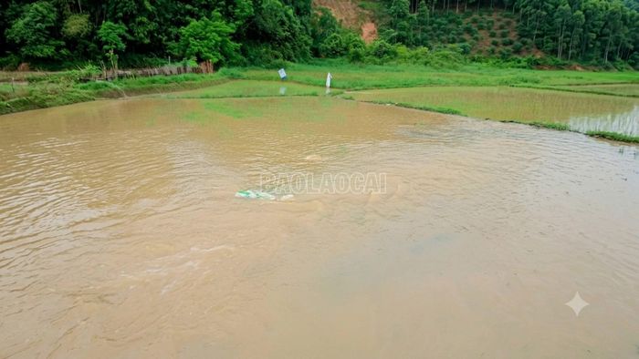 Mưa lũ làm nhiều diện hoa màu trên địa bàn xã Trấn Yên bị ngập sâu.