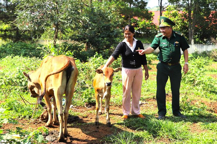 Mô hình “Bò giống giúp người nghèo biên giới” góp phần tạo sinh kế, ổn định cuộc sống người dân