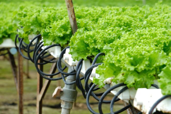 Nhiều dự án cấp mới đầu tư vào nông nghiệp công nghệ cao