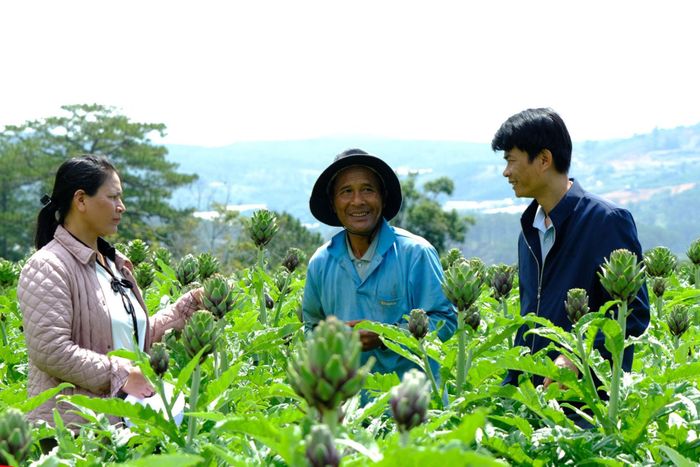 Chuỗi liên kết sản xuất atiso mang lại hiệu quả kinh tế cao cho người dân