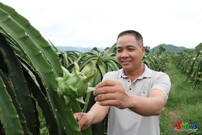 Mô hình trồng cây ăn quả của đảng viên Hoàng Văn Kiên, Chi bộ bản Phiêng Quài - Tong Chinh.