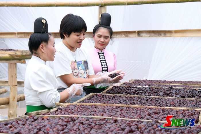 Cán bộ Dự án “Giảm nhẹ và thích ứng với biến đổi khí hậu trong lĩnh vực nông lâm nghiệp vùng núi Tây Bắc” - giai đoạn 2 (đứng giữa) hướng dẫn người dân xã Muổi Nọi phơi mận trong nhà kính