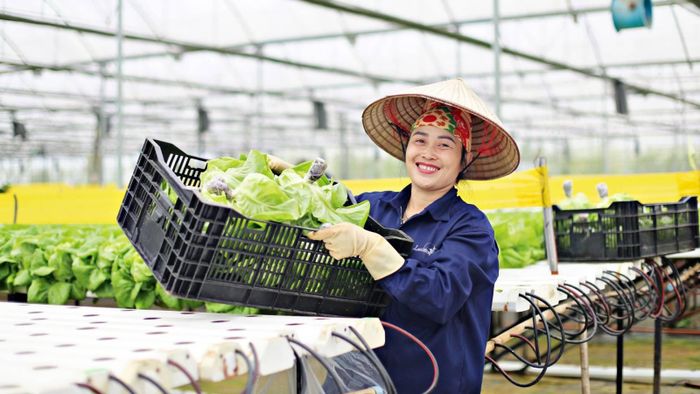 Nông dân hợp tác xã thu hoạch rau thủy canh trong nhà màng theo mô hình kinh tế tuần hoàn.