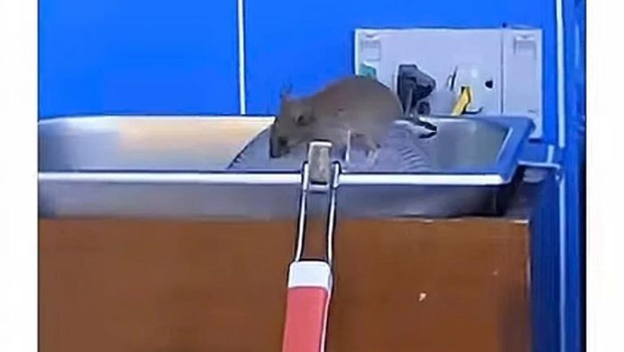 Hình ành chuột xuất hiện ở khu vực khay thức ăn khiến nhiều khách hàng thường xuyên sử dụng dịch vụ của GS25 lo lắng về vấn đề vệ sinh an toàn thực phẩm