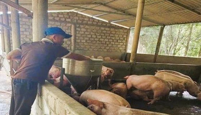 Với khoản vay ưu đãi ông Nguyễn Như Hưng, ở xã Cửa Tùng có thêm điều kiện đầu tư chuồng trại, phát triển chăn nuôi.