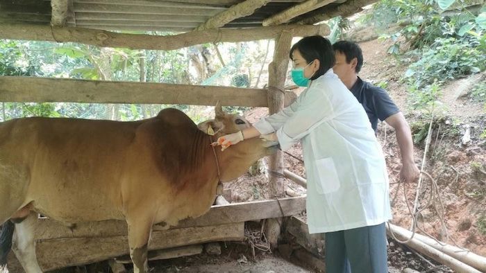 Cơ quan chuyên môn tổ chức tiêm phòng vắc xin bao vây ổ dịch tại xã Thanh Long.