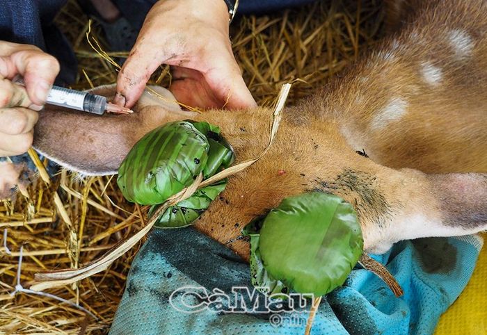Anh Hoàng Em chích giải thuốc mê và bó thuốc dưỡng sừng hươu sau khi thu hoạch.