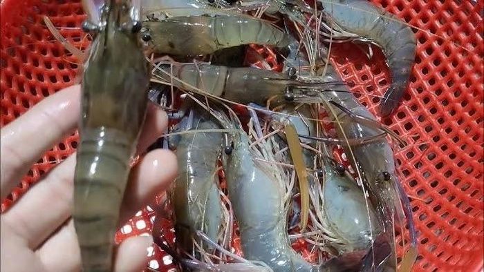 Tôm tươi có phần đầu gắn chặt vào thân, đuôi xếp liền lại.