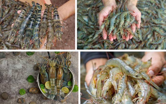 Tôm có nhiều loại khác nhau, bạn nên chọn tôm tươi hoặc còn sống để thịt được dai và săn chắc hơn.