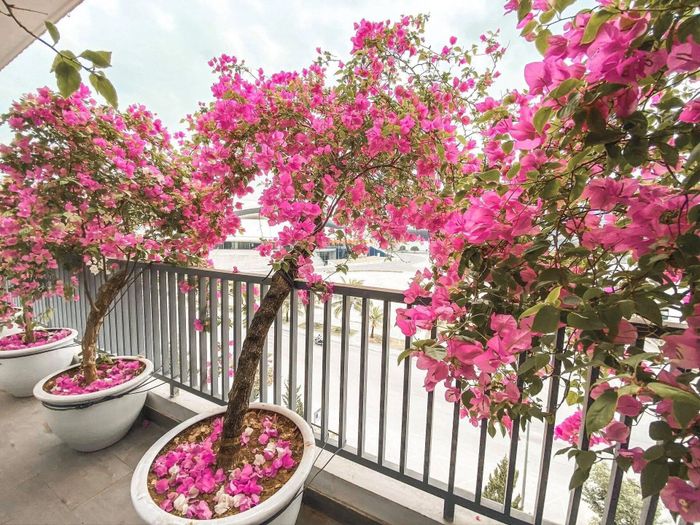 Hoa giấy vừa tạo cảnh quan đẹp mắt, vừa có khả năng chịu nắng, chịu hạn