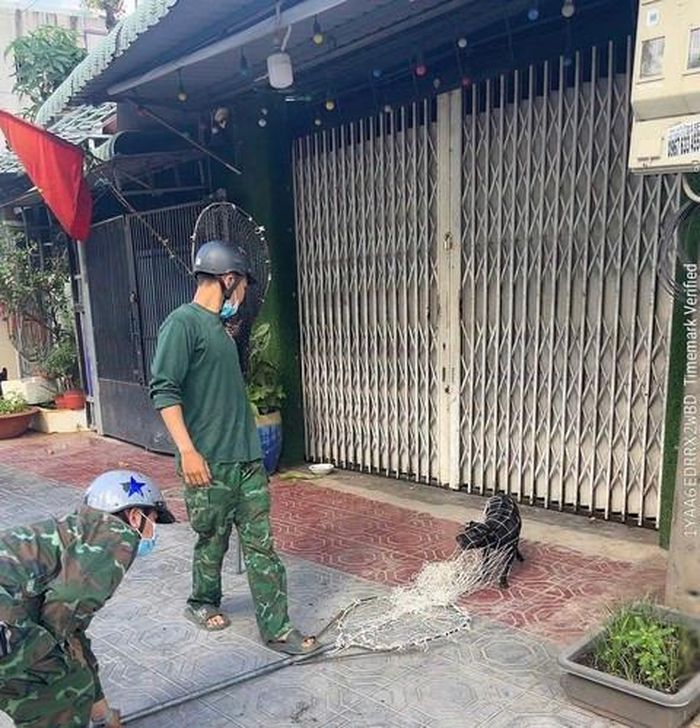 Chó thả rông bị bắt giữ