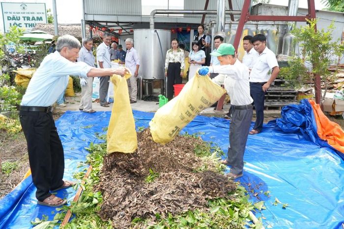bã tràm được tái sử dụng để chế biến thành phân bón hữu cơ phục vụ sản xuất nông nghiệp