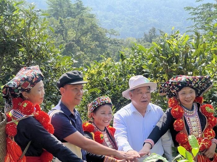 TSKH. Hà Phúc Mịch - Chủ tịch Hiệp hội Nông nghiệp hữu cơ trong 1 lần đi thăm vườn chè Shan tuyết ở Tuyên Quang