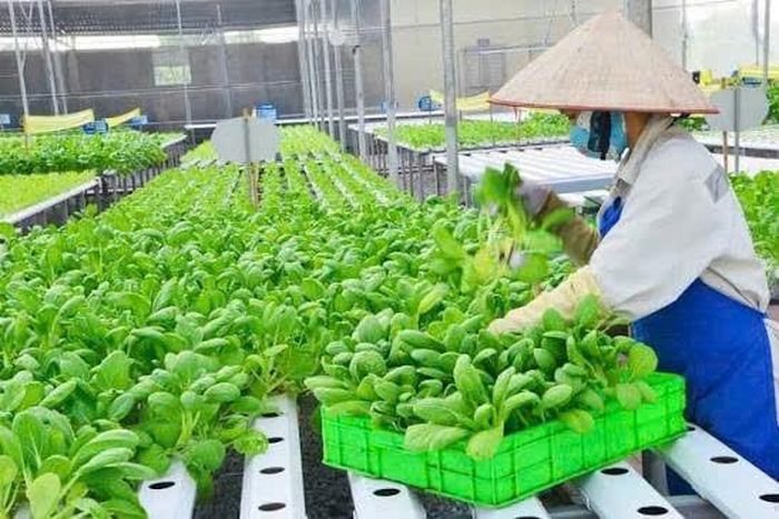 Nghị quyết mới đi vào thực hiện sẽ mang tính thay đổi đột phá, thúc đẩy lĩnh vực trồng trọt. Ảnh minh họa.