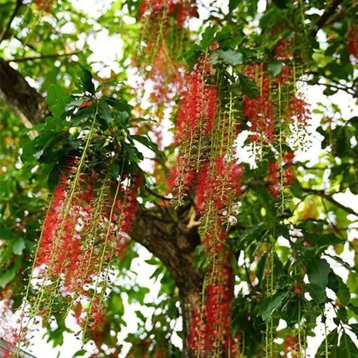 Cây lộc vừng có tán rộng và dáng đẹp. (Ảnh: Khang Nông Seeds)