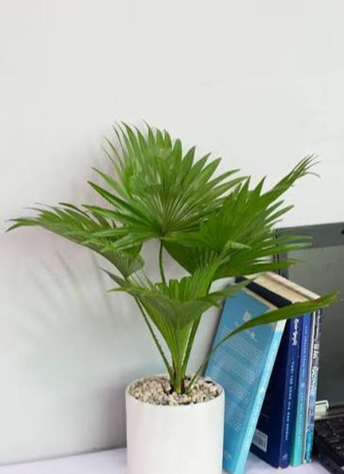 Việc lựa chọn một chậu cây phong thủy để bàn cho người tuổi Thân là giải pháp hoàn hảo giúp cân bằng năng lượng, giữ tiền của và kích hoạt vận may.