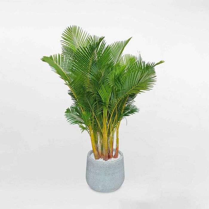 Cây để bàn làm việc không chỉ mang lại may mắn, tài lộc cho gia chủ tuổi Thân, mà nó còn đem lại một không gian đẹp, đầy sức sống.
