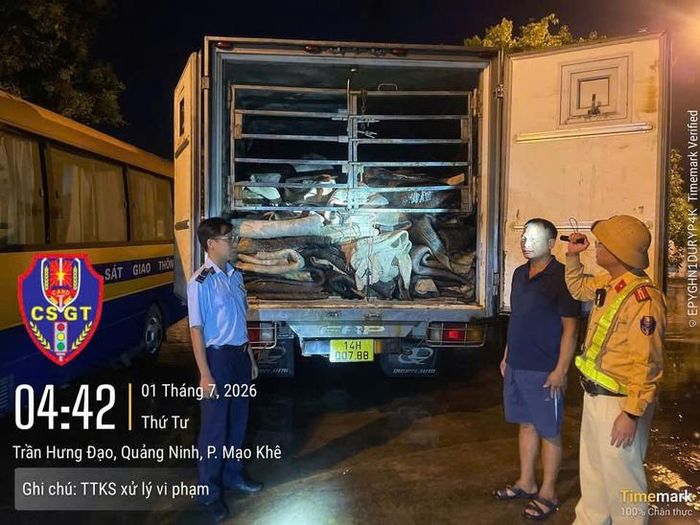 CSGT Quảng Ninh phát hiện gần 9 tấn da trâu muối không rõ nguồn gốc. Ảnh: Công an tỉnh Quảng Ninh