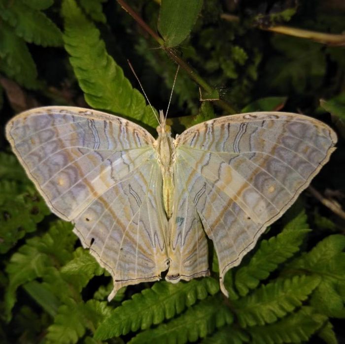 Ảnh: inaturalist