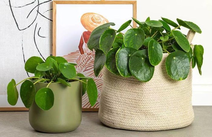 Loài cây tiểu cảnh phong thủy quen thuộc ẩn chứa một quy luật toán học hoàn hảo.