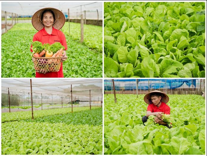 Từ vùng trồng đến bữa ăn an toàn