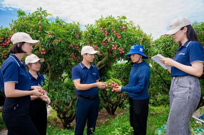 Đội ngũ Ban Mai trực tiếp khảo sát và kiểm soát chất lượng vải thiều tại vùng nguyên liệu.