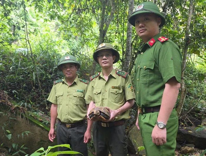 Cá thể rùa được thả về môi trường tự nhiên tại rừng đặc dụng Pù Hoạt. (Ảnh: Sầm Thanh).