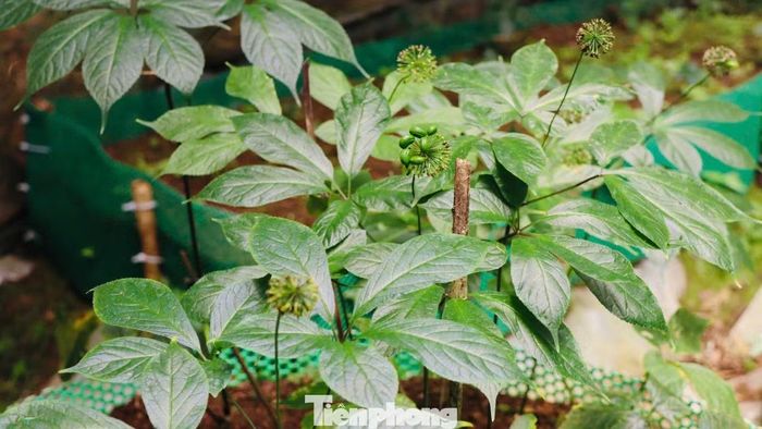 Tại các xã vùng núi Ngọc Linh, sâm Ngọc Linh hiện là cây trồng mang lại giá trị kinh tế cao, giúp nhiều hộ đồng bào dân tộc thiểu số cải thiện thu nhập. Tuy nhiên, giai đoạn cây ra hạt cũng là lúc người trồng đối mặt với nhiều rủi ro nhất.