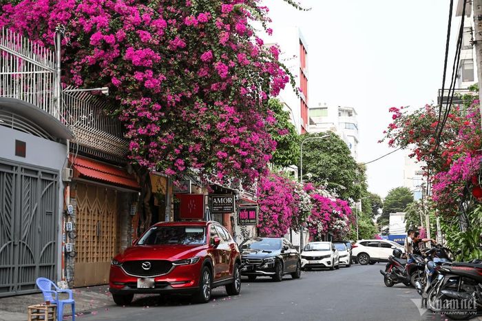 Cây hoa giấy.