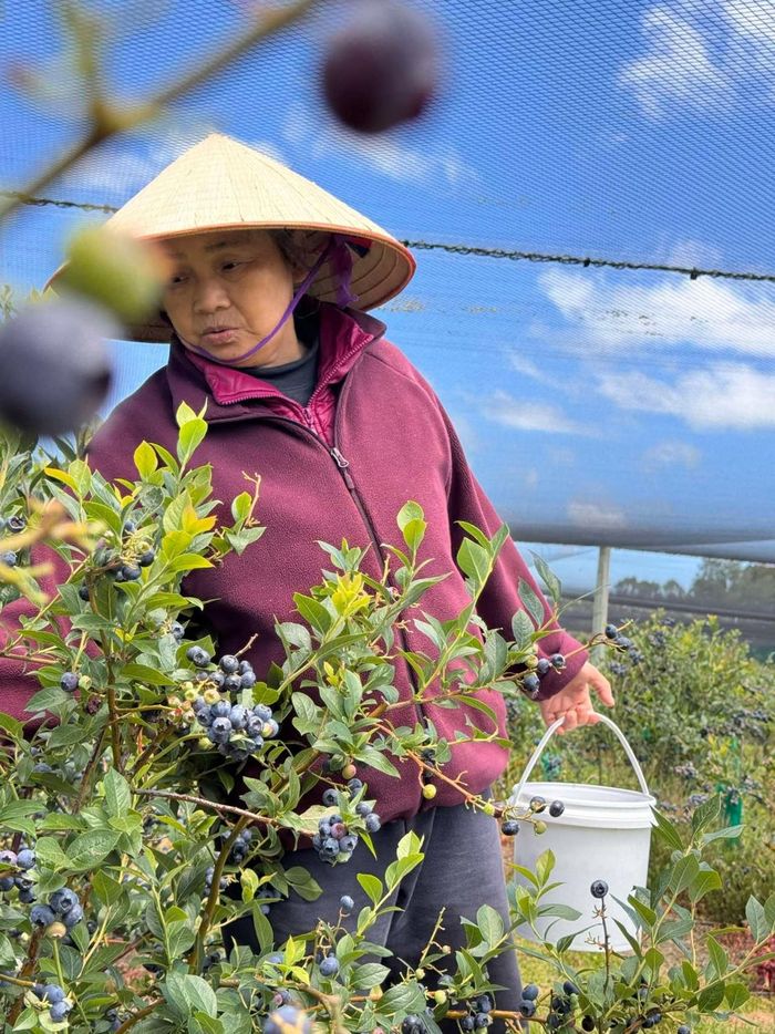 Dù ở nước ngoài, được các con tạo điều kiện, thỏa ước mong trồng cây, hái quả nhưng bà Đông vẫn chỉ muốn về Việt Nam