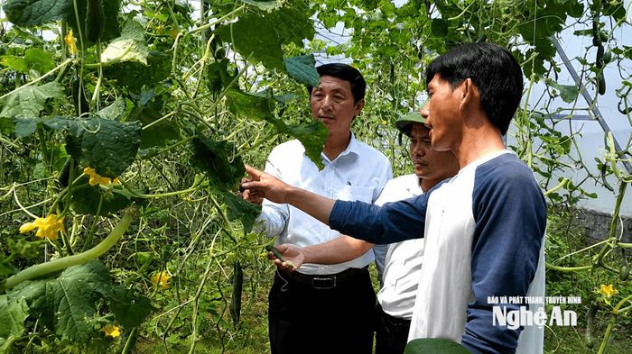 Mô hình trồng rau sạch trong nhà màng của đảng viên Bùi Hữu Hùng ở xóm Tháp Thổ, xã Nam Đàn. Ảnh: PV
