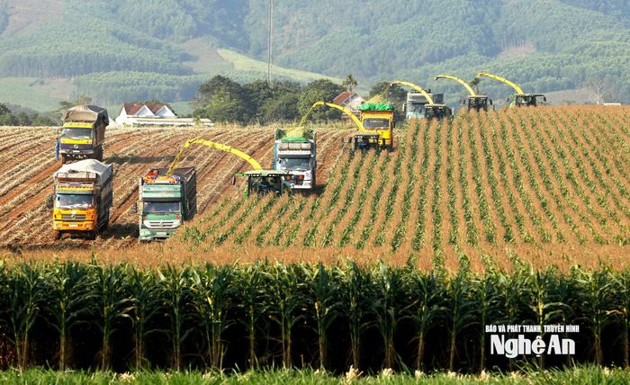 Thu hoạch ngô tại cánh đồng nguyên liệu của Tập đoàn TH ở Nghệ An. Ảnh: Tập đoàn TH