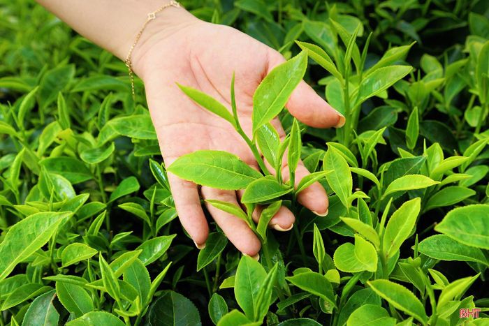  Chị Trần Huyền Trang (xã Hương Đô) cho biết: "Đồi chè mùa này rất đẹp, không gian thoáng đãng, xanh mát nên mỗi lần đến đây chụp ảnh tôi đều có cảm giác rất thư thái. Chỉ cần chọn một góc phù hợp là đã có những bức hình đẹp. Tôi mong nhiều người sẽ biết đến đồi chè Hương Đô hơn để vừa tham quan, trải nghiệm, vừa góp phần quảng bá vẻ đẹp của quê hương" 