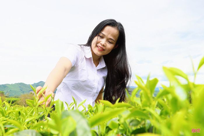 Không chỉ ngắm cảnh, du khách đến đồi chè còn có cơ hội tìm hiểu quy trình chăm sóc, thu hái chè và cuộc sống của những người gắn bó với vùng nguyên liệu.