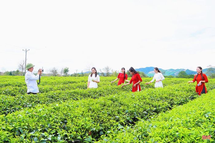 Giữa những luống chè xanh mướt, du khách có thể thoải mái tạo dáng, lưu giữ những khoảnh khắc đẹp giữa khung cảnh thiên nhiên.