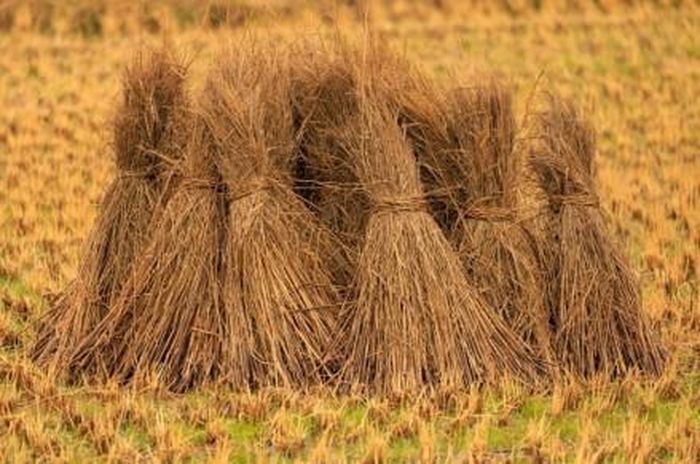 Việt Nam phát sinh khoảng 70 triệu tấn rơm rạ và phụ phẩm trồng trọt mỗi năm. Ảnh: Shutterstock