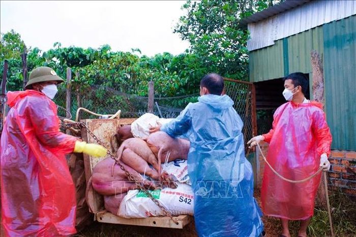 Thu gom, tập kết lợn nhiễm, nghi nhiễm dịch tả châu Phi để tiêu hủy. Ảnh: TTXVN phát