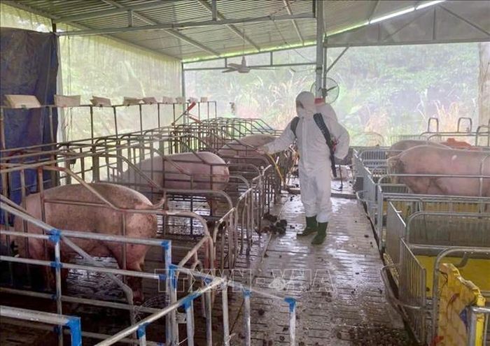 Phun thuốc tiêu độc, khử trùng tại một trang trại chăn nuôi lợn tại Lâm Đồng nhằm hạn chế dịch bệnh. Ảnh: TTXVN phát