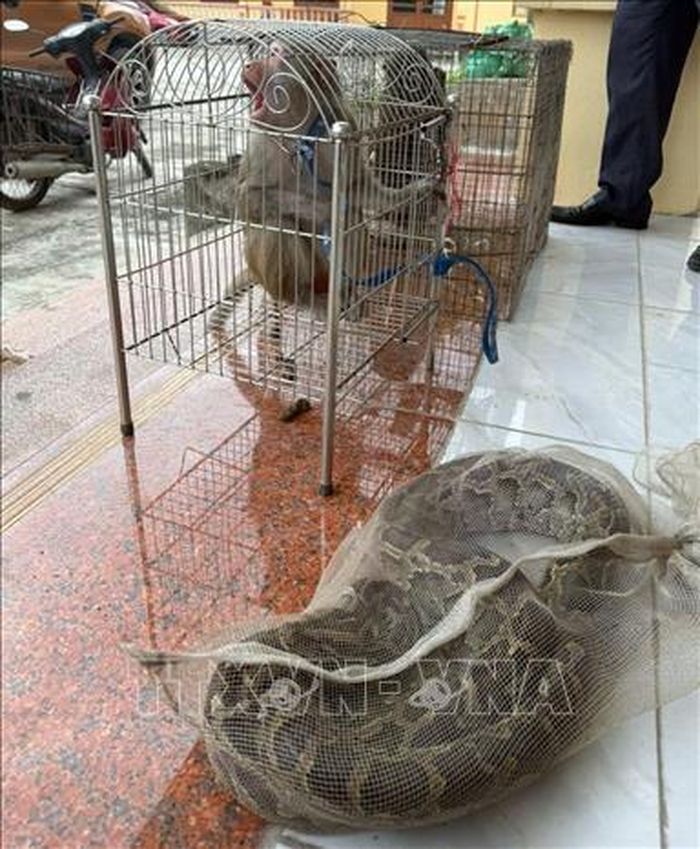 Các cá thể động vật hoang dã, quý hiếm do người dân giao nộp. Ảnh: TTXVN phát