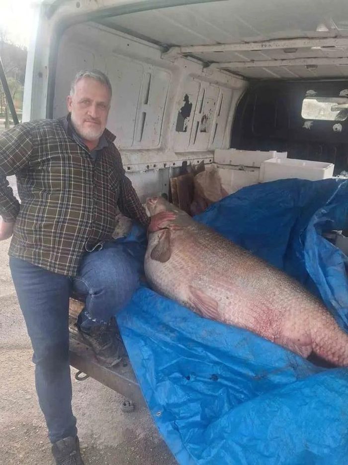Con cá khổng lồ nặng 130kg.